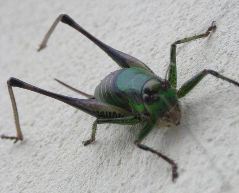 Tettigoniidae: Eupholidoptera sp.